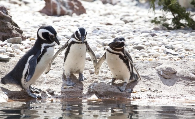 Сегодня более половины видов предпочитают умеренный или тропический климат, а пингвин Галапагосских островов живет на экваторе